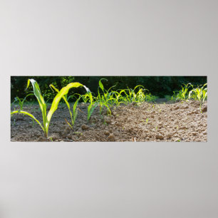 Póster milho novo