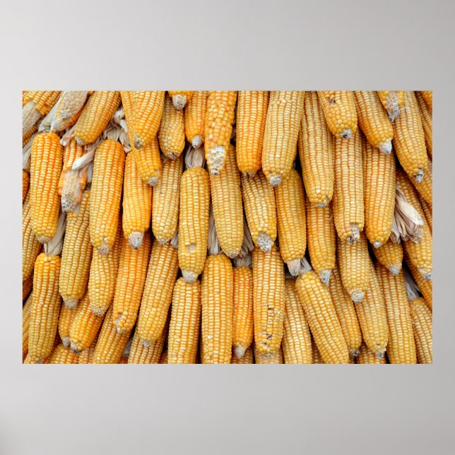 Poster Milho seco que foi empilhado. (Frente)