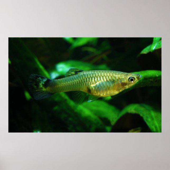 Póster Milionfish ou Guppy Poecilia Reticulata (Frente)