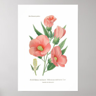 Poster Militaris do hibiscus