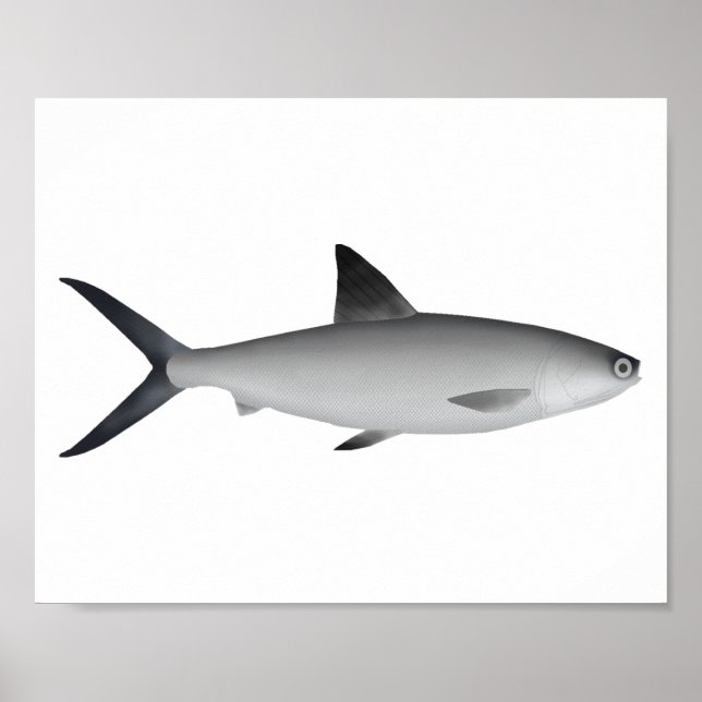 Poster Milkfish Magnet (Frente)