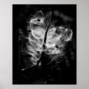 Póster Milkweed da dança