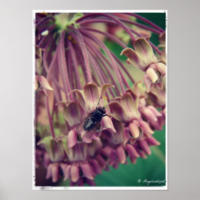 Poster Milkweed e Fly (Frente)