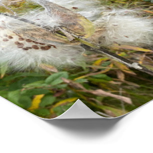 Poster Milkweed   Natural