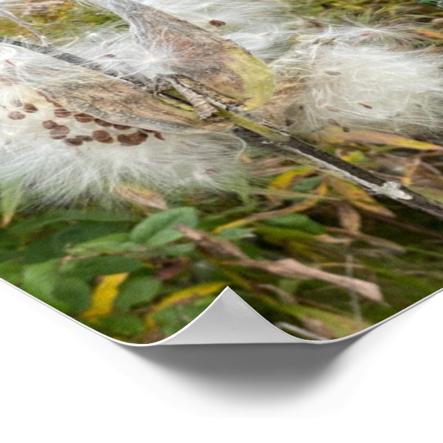 Poster Milkweed | Natural (Borda)