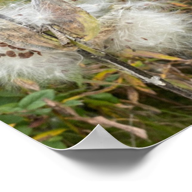 Poster Milkweed | Natural (Borda)