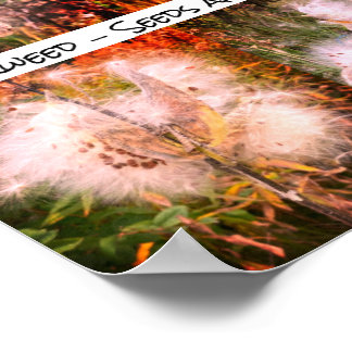 Poster Milkweed | Sangria