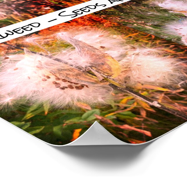 Poster Milkweed | Sangria (Borda)