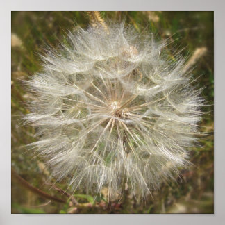 Póster Milkweed Seed Pod Macro