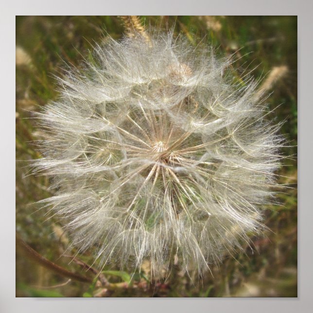 Póster Milkweed Seed Pod Macro (Frente)