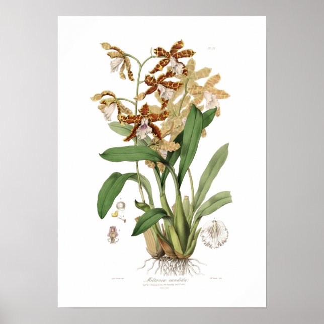 Poster Miltonia candida (Frente)