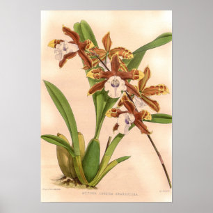 Poster Miltonia candida Orchid