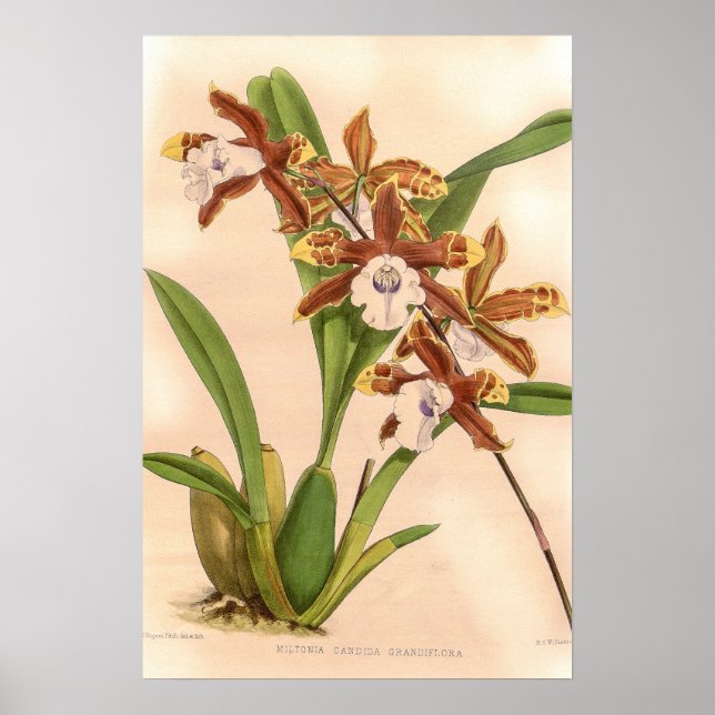 Poster Miltonia candida Orquídea (Frente)