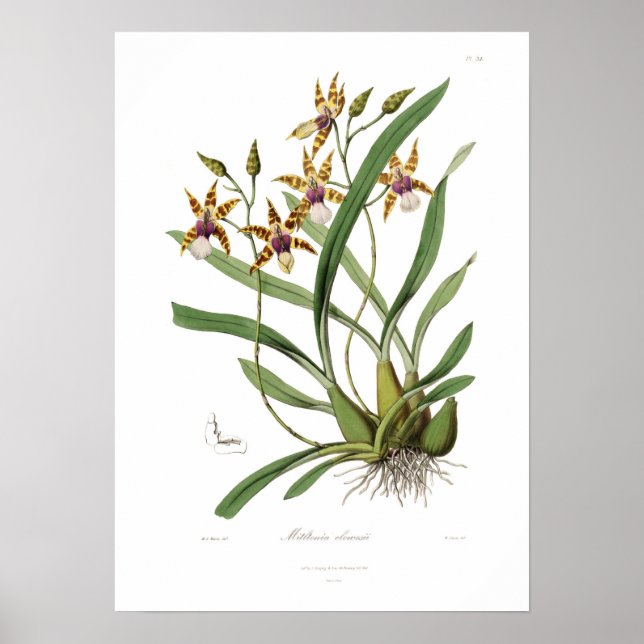 Póster Miltonia clowesii. (Frente)