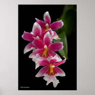 Poster Miltonioda Sakura