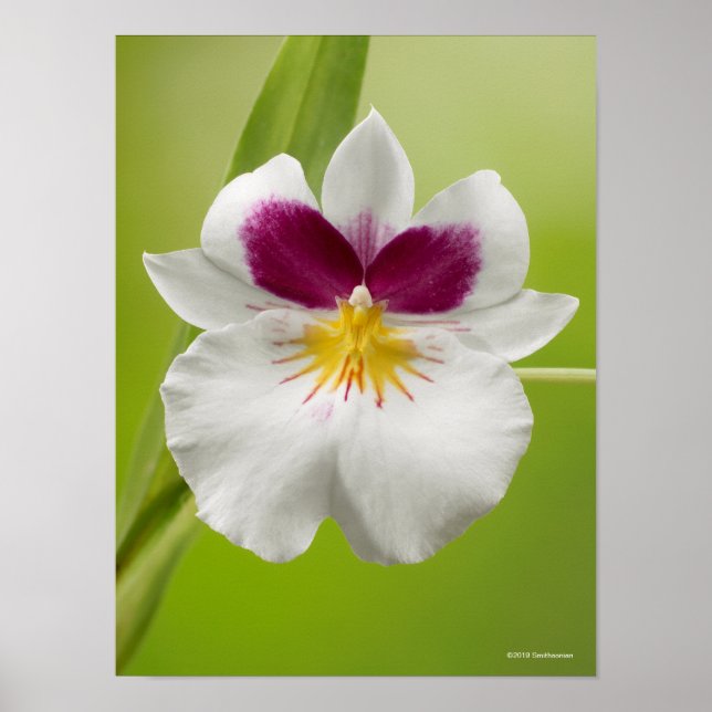 Poster Miltoniopsis Roezlii (Orquídeas Pansy) (Frente)