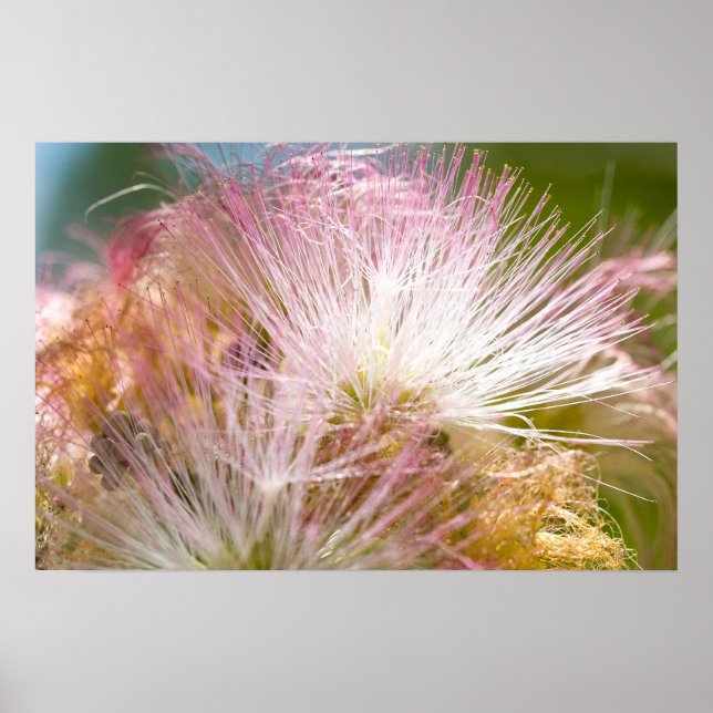 Poster Mimosa Blossoms (Frente)