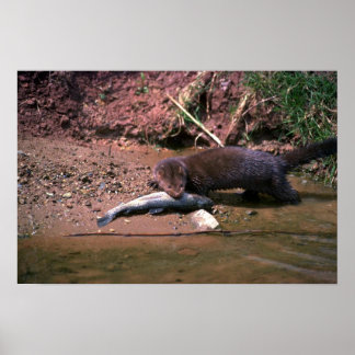 Poster Minério com peixe pequeno