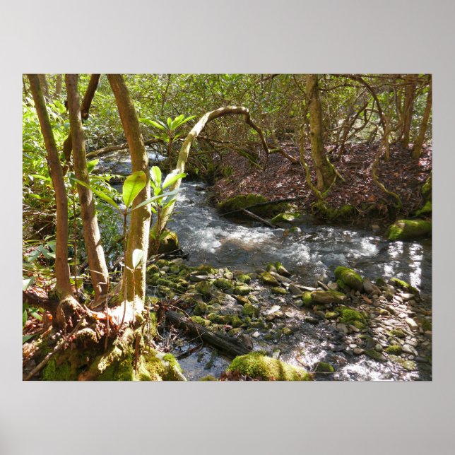 Poster Mingus Creek nas Smoky Mountains (Frente)