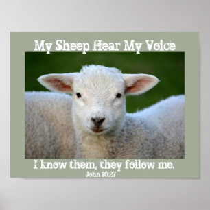 Poster Minha Ovelha Ouviu Minha Voz, Bíblia Verse John 1