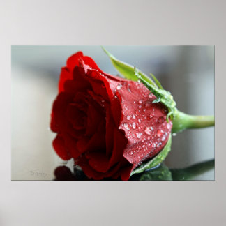 Póster Minha Rosa de aniversário.