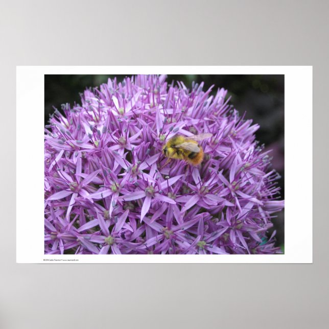 Póster Mini Bumble Bee no Allium (Frente)