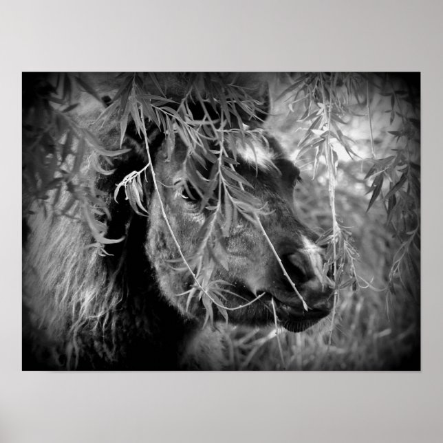 Póster Mini Filly Sendo nery (Frente)