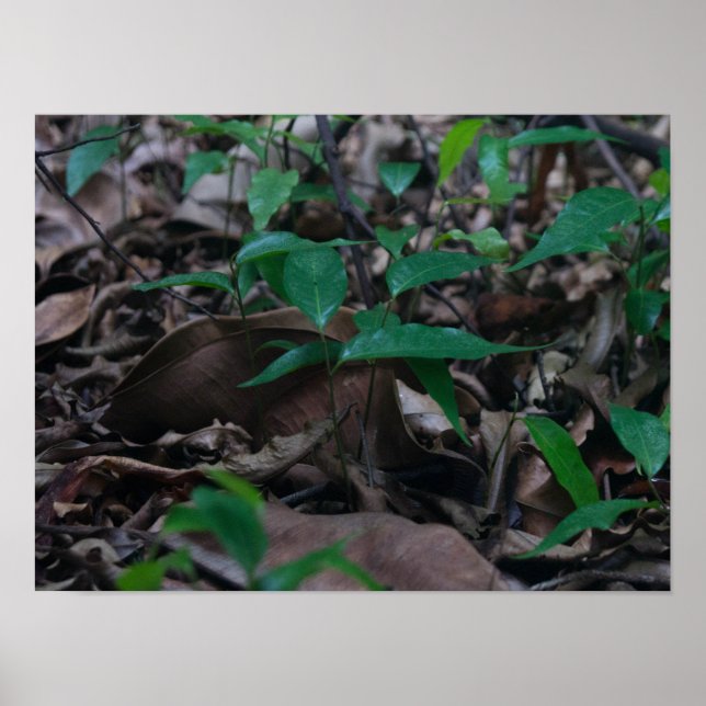 Poster Mini Floresta (Frente)