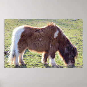 Poster Mini Horse