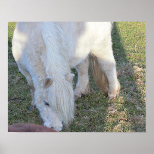 Poster Mini Horse