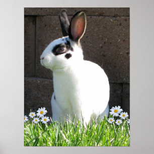 Poster Mini rex com margaridas