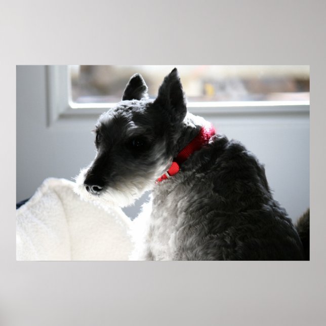 Poster Mini Schnauzer (Frente)