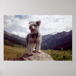 Poster Mini Schnauzer