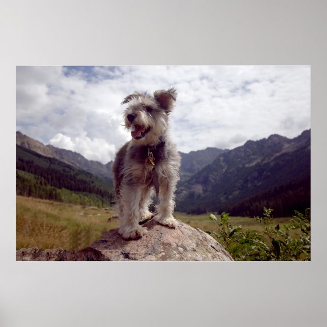Poster Mini Schnauzer (Frente)