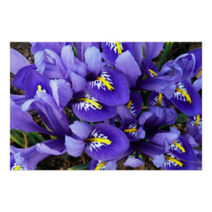 Póster Miniatura Azul Levanta Primavera Floral