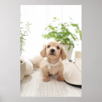 Miniatura Dachshund