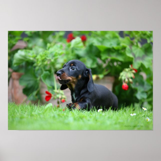 Póster Miniatura lisa Dachshund 1 (Frente)