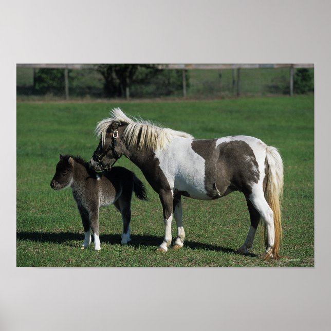 Poster Miniatura Mare & Foal em Pé (Frente)