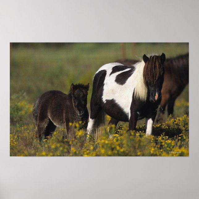Poster Miniatura Mare & Foal nas Flores (Frente)