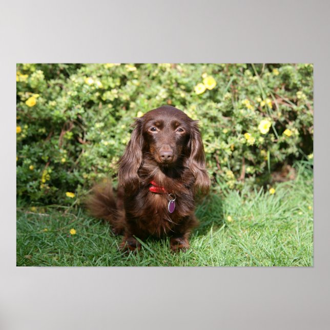 Póster Miniatura Marrom de Cabelo Longo Dachshund (Frente)
