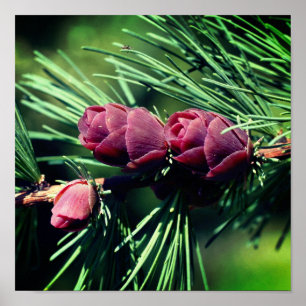 Poster Miniatura Pine Cones Fechar