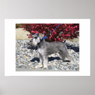 Poster Miniatura Schnauzer