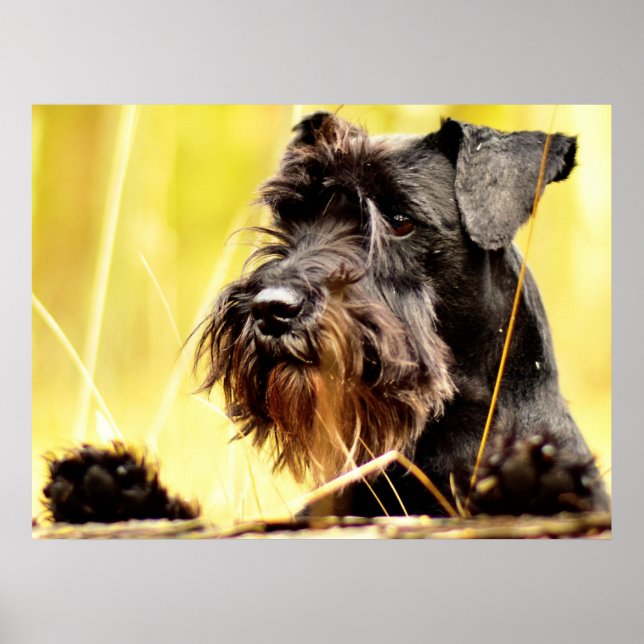 Poster Miniatura-schnauzer (Frente)