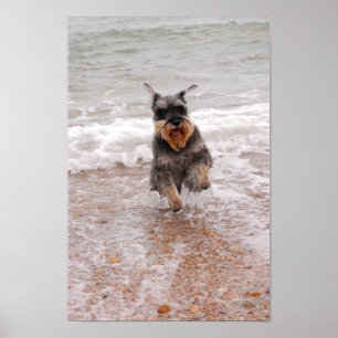 Poster Miniatura Schnauzer no Mar