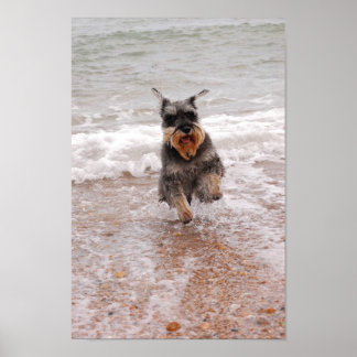 Poster Miniatura Schnauzer no Mar