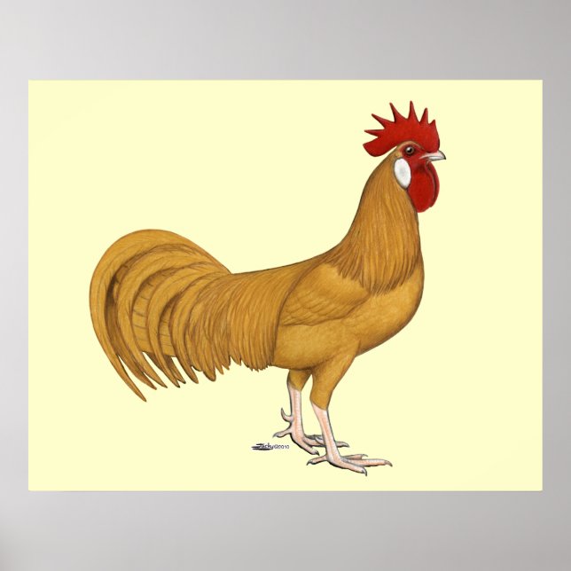 Póster Minorca: Buff Rooster (Frente)