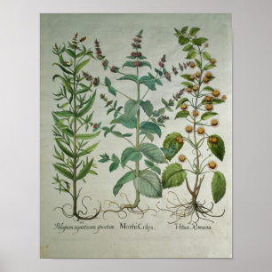 Poster Mint: Mentha crispa