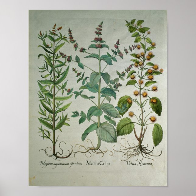 Poster Mint: Mentha crispa (Frente)
