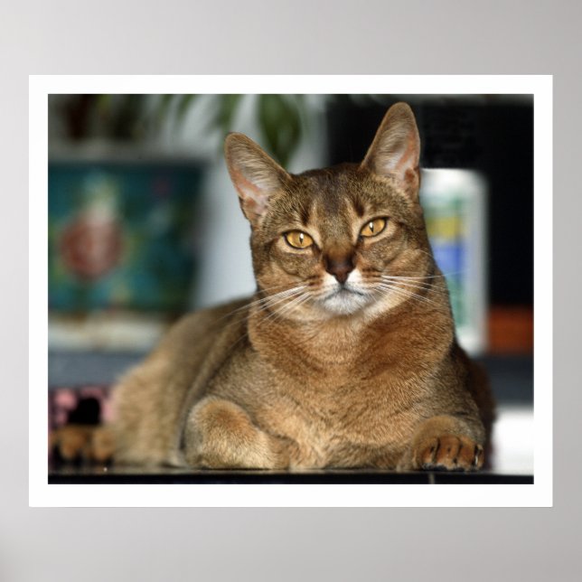 Póster Minu - Minu (Frente)