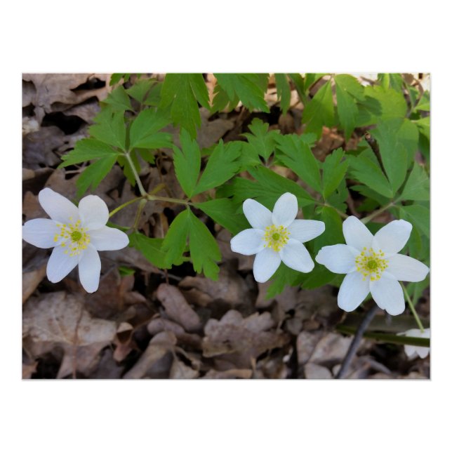 Póster minúsculas flores brancas (Frente)
